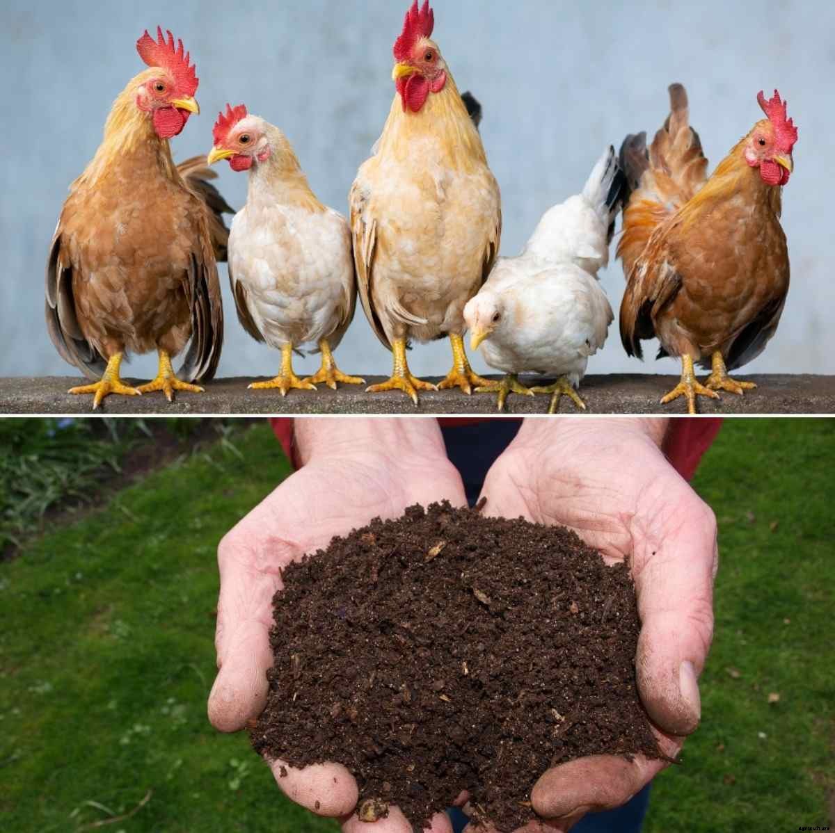 Making Chicken Manure Compost for Garden Plants