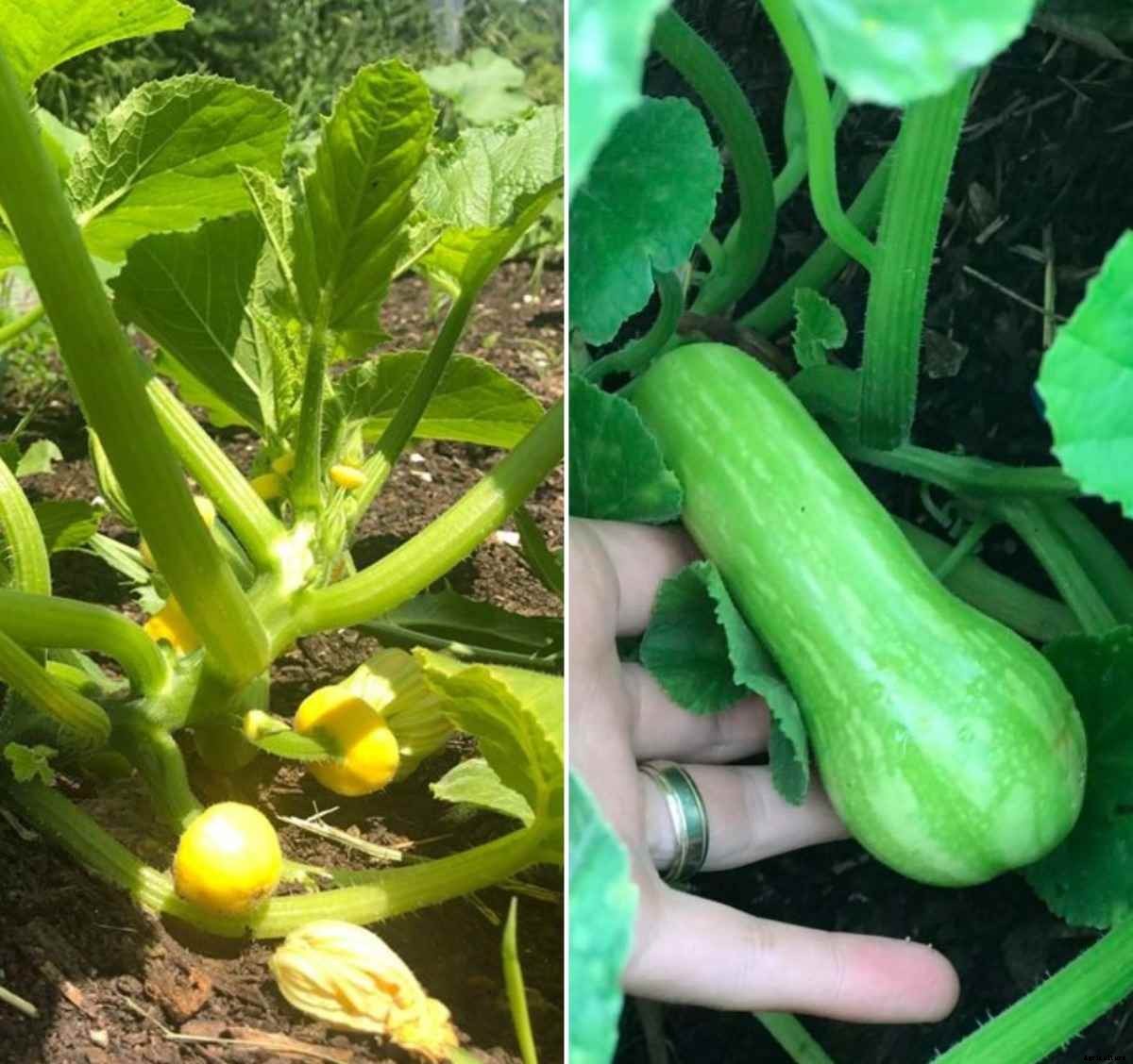 Squash Plant Diseases, Pests and Control Methods