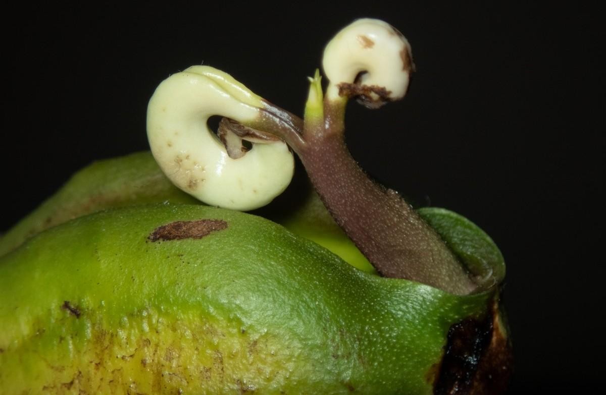 Mango Seed Germination, Process, Time, Temperature