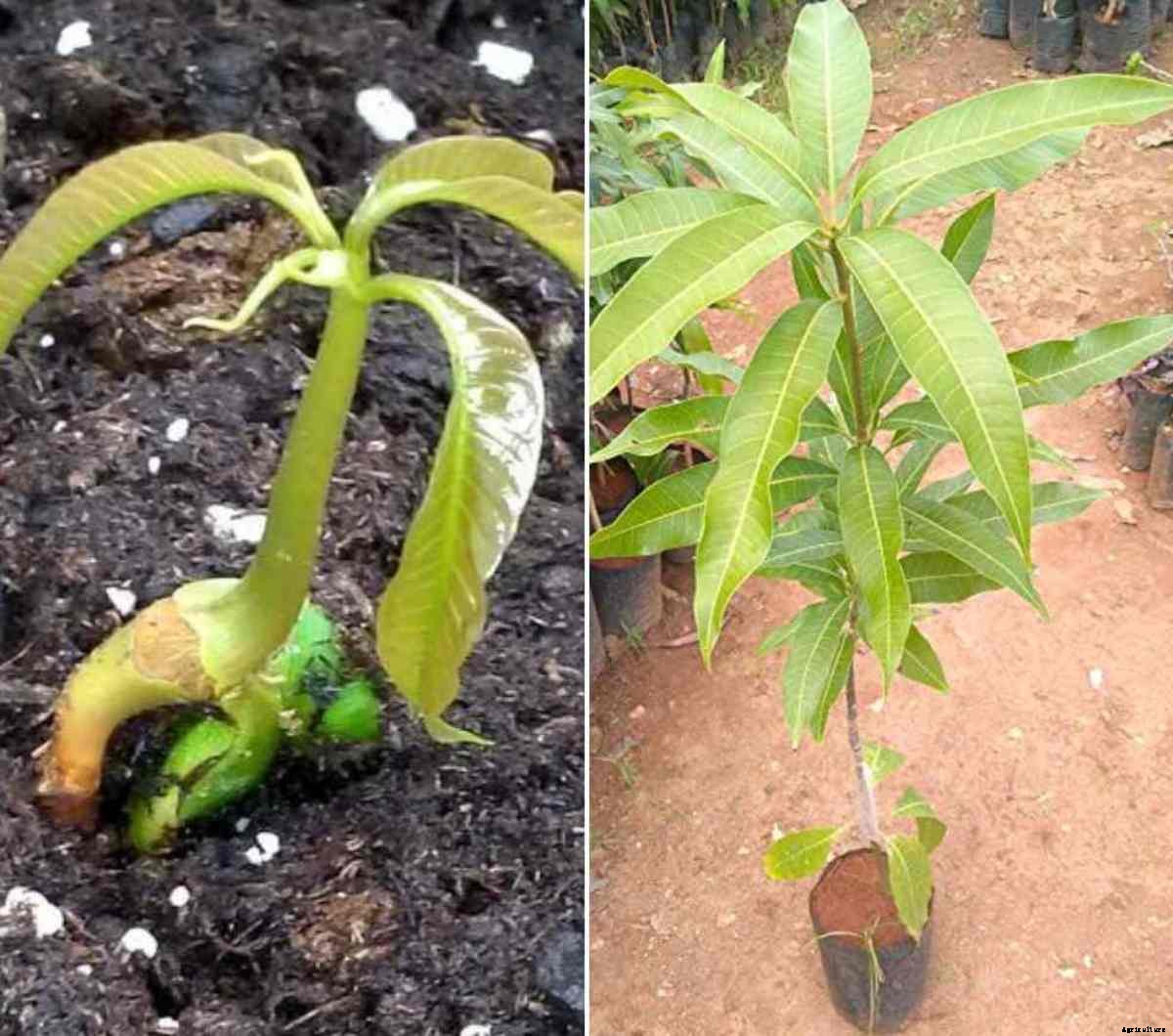Mango Seed Germination, Process, Time, Temperature