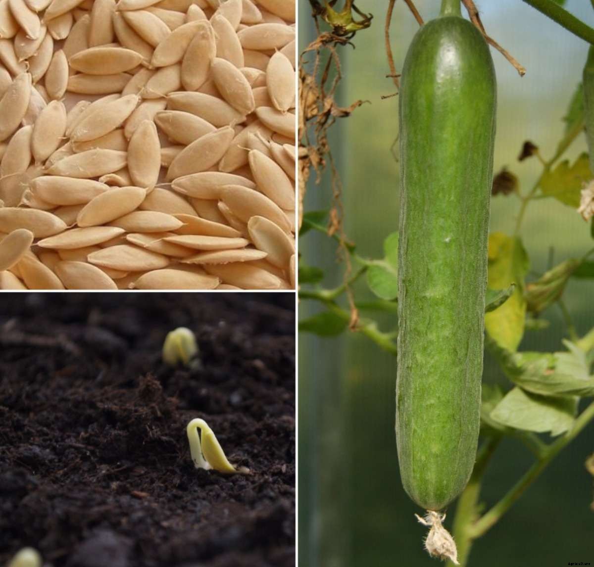 Cucumber Seed Germination, Time, Period, Temperature