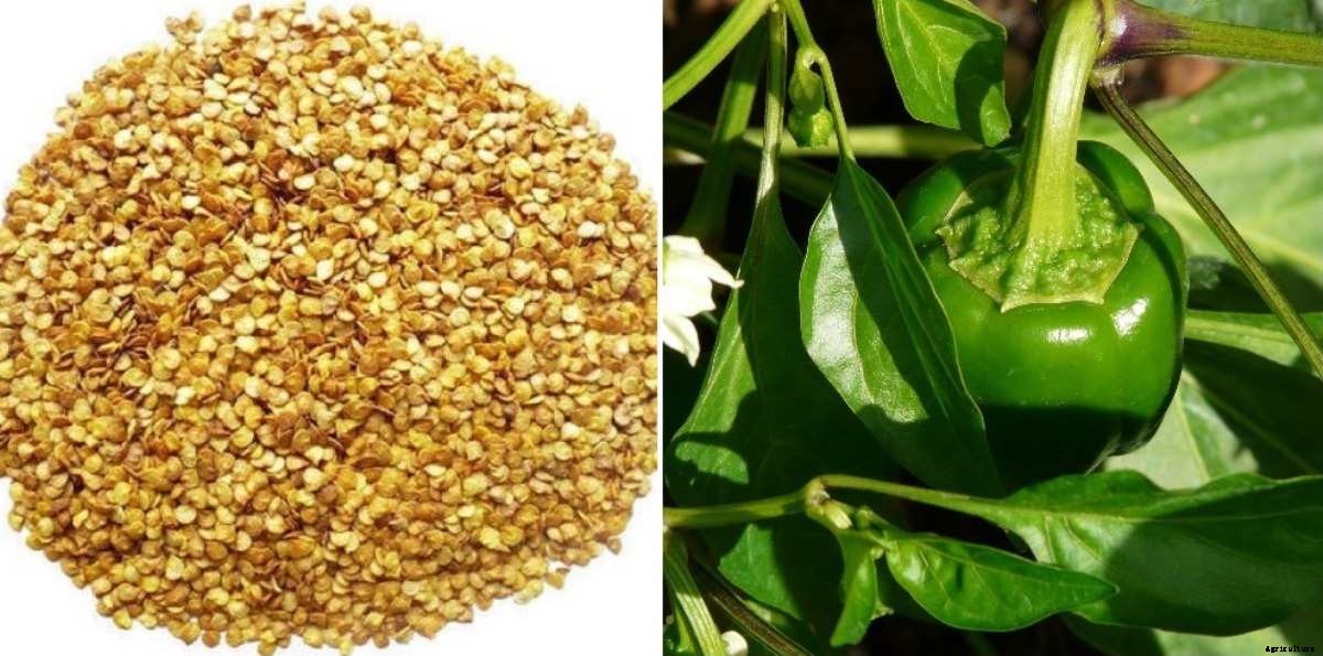 Capsicum Seed Germination, Time, Period (Bell Pepper)