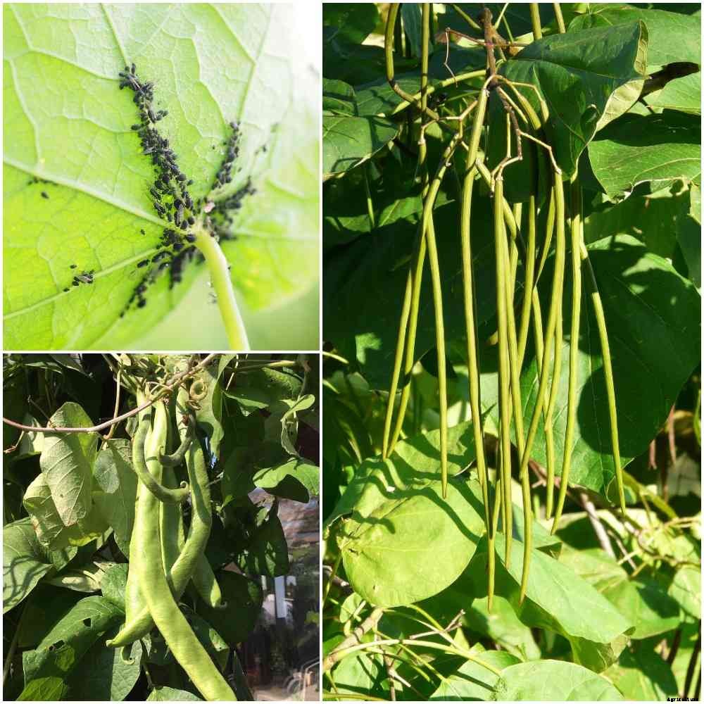 Beans Pests and Diseases, Control Methods