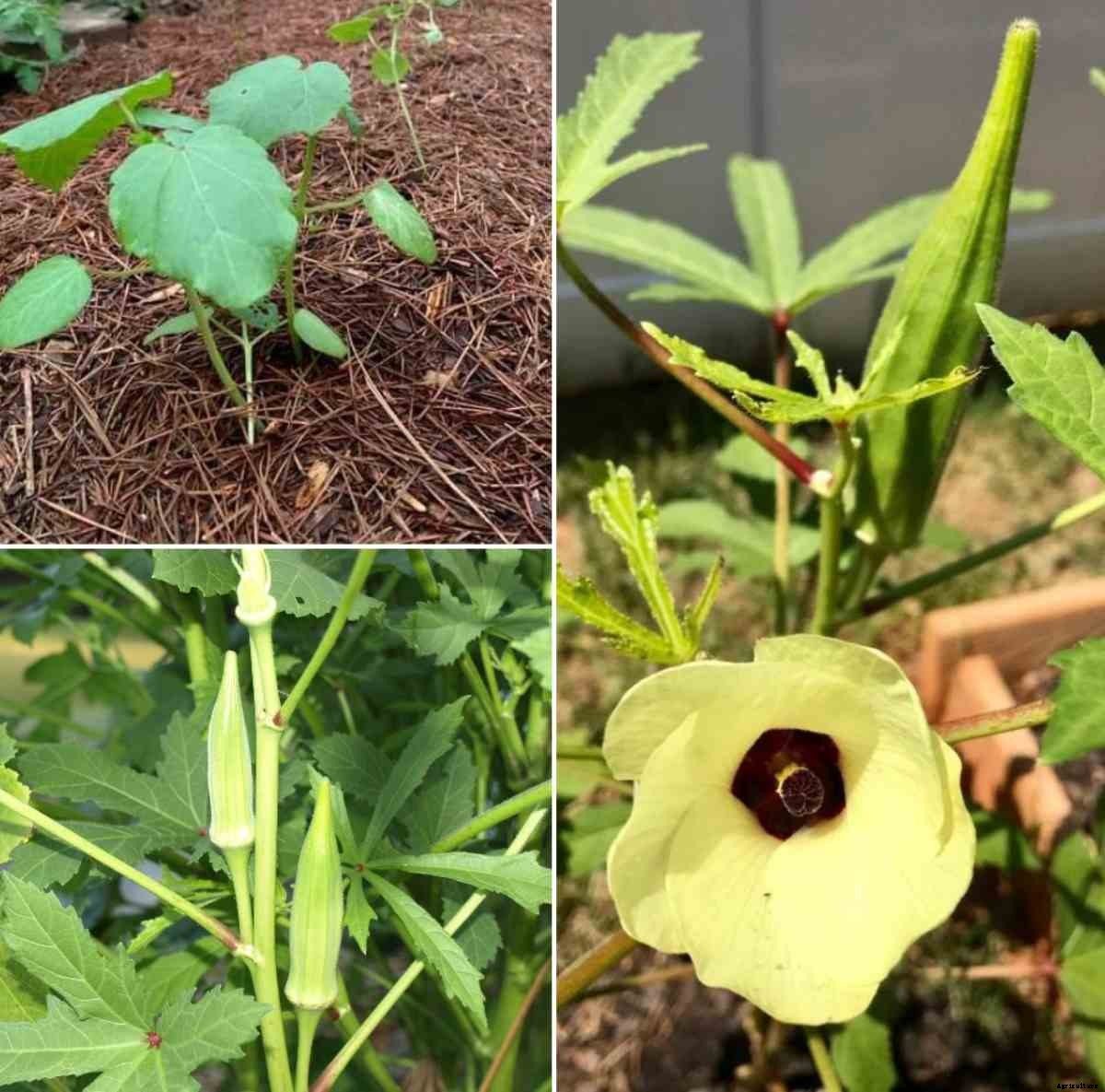 Okra Seed Germination, Time, Temperature, Light