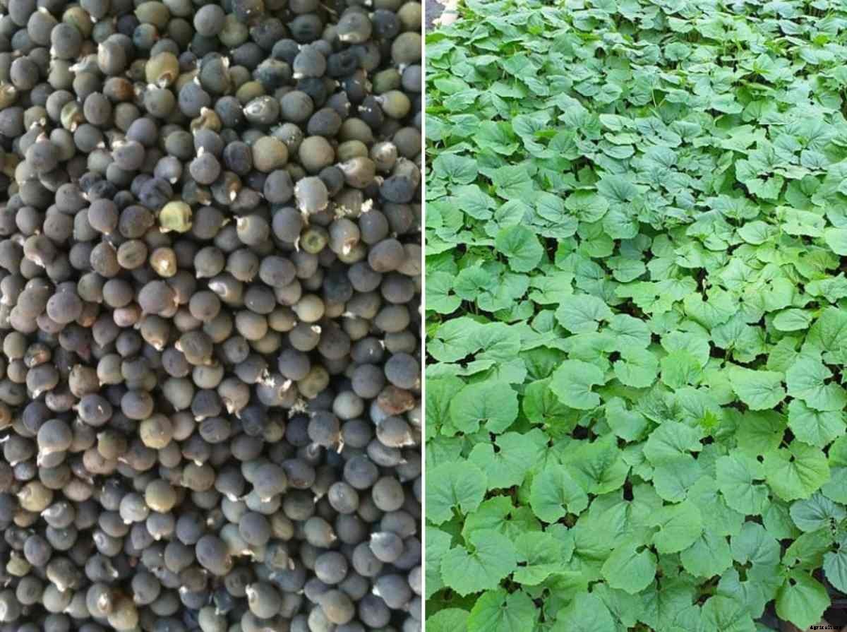 Okra Seed Germination, Time, Temperature, Light