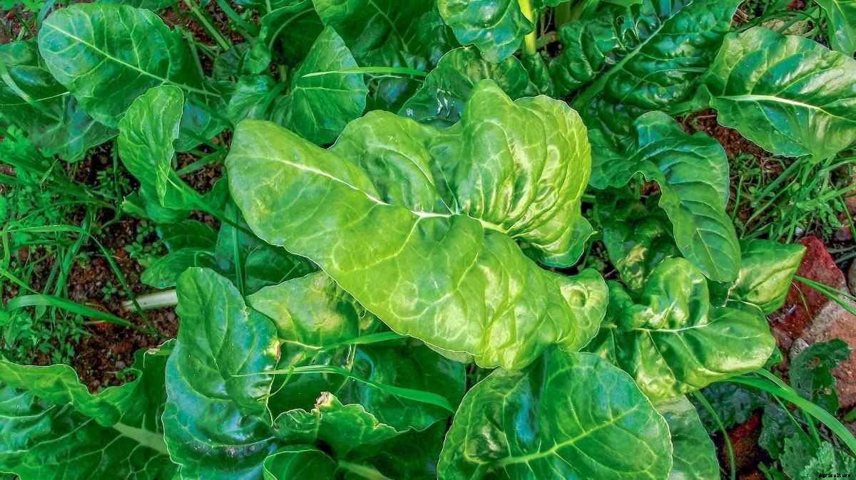 Growing Spinach in Beds, Palak Plant Spacing, Care