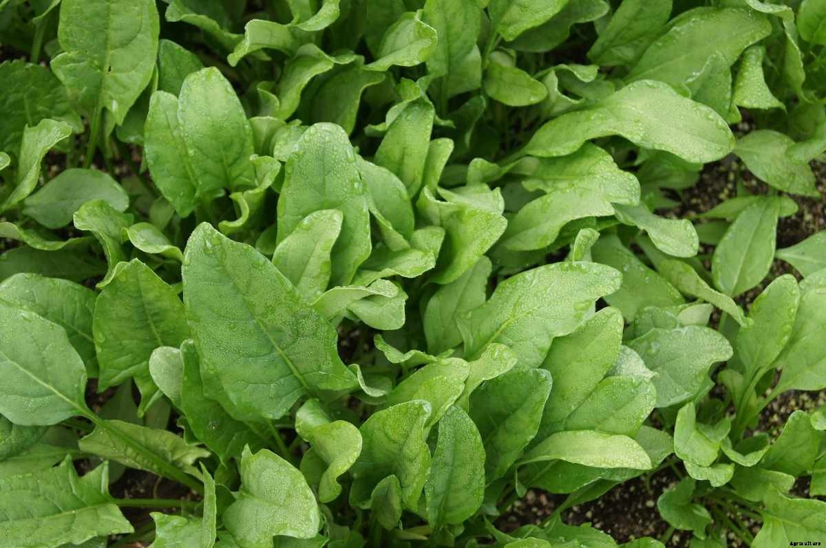Growing Spinach in Beds, Palak Plant Spacing, Care