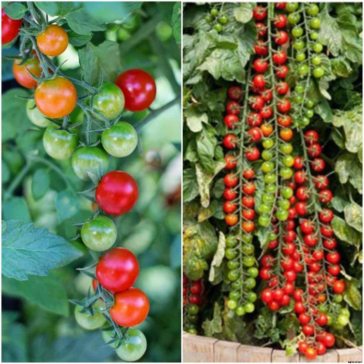 Climbing Vegetable Plants, Types of Climbing Vegetables