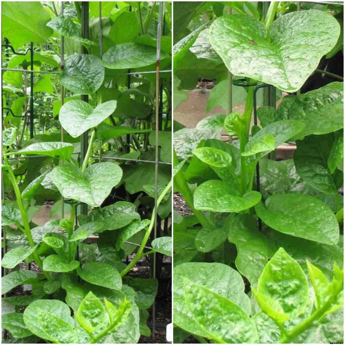 Climbing Vegetable Plants, Types of Climbing Vegetables