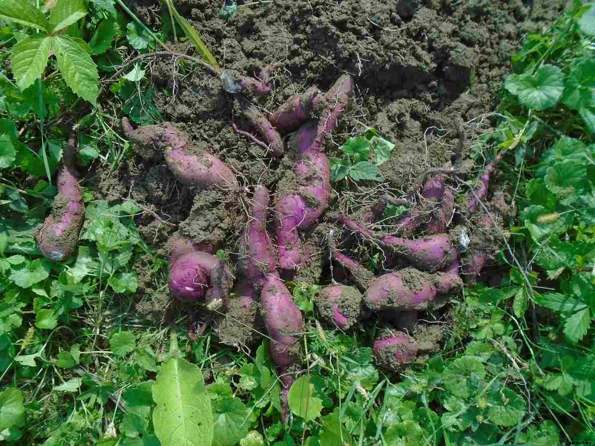 Growing Sweet Potato in Terrace, Pots, Bags from Tubers