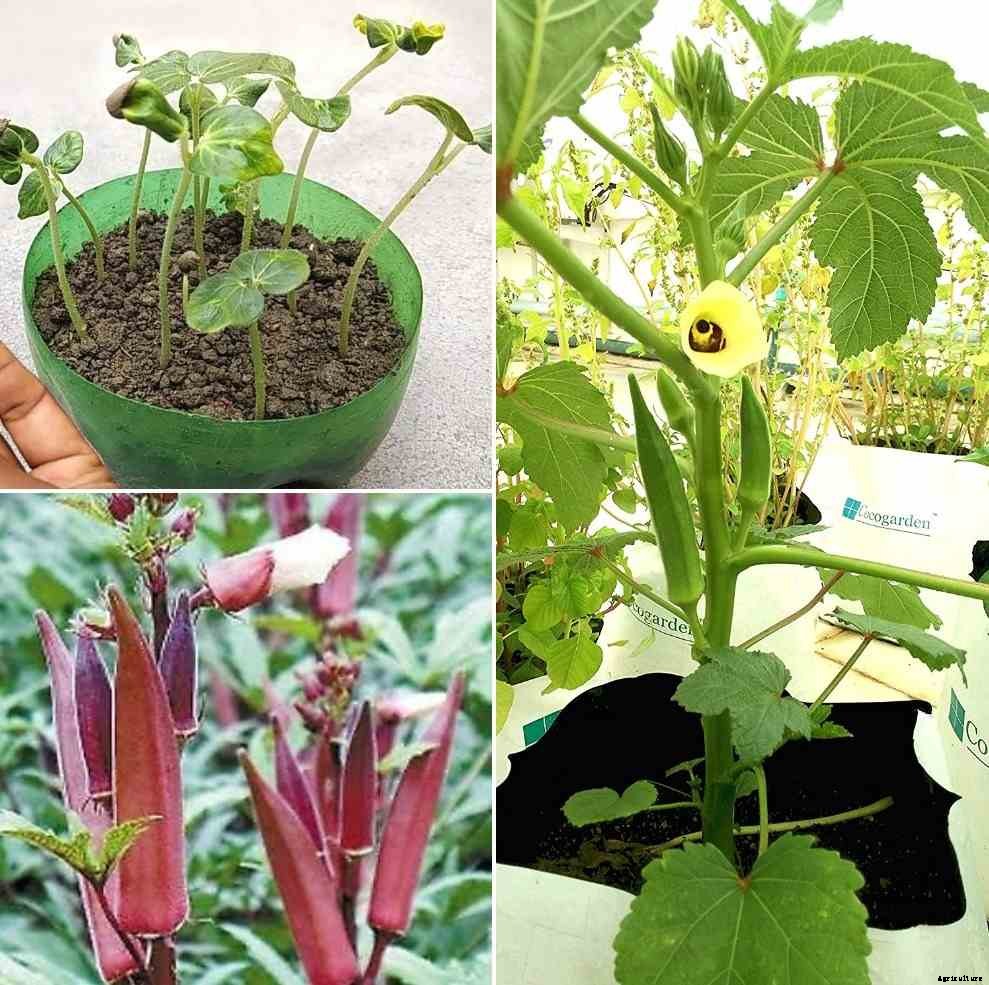 Lady Finger Plant Diseases, Pests, Spacing (Okra/Bhindi)