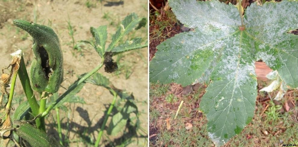 Lady Finger Plant Diseases, Pests, Spacing (Okra/Bhindi)