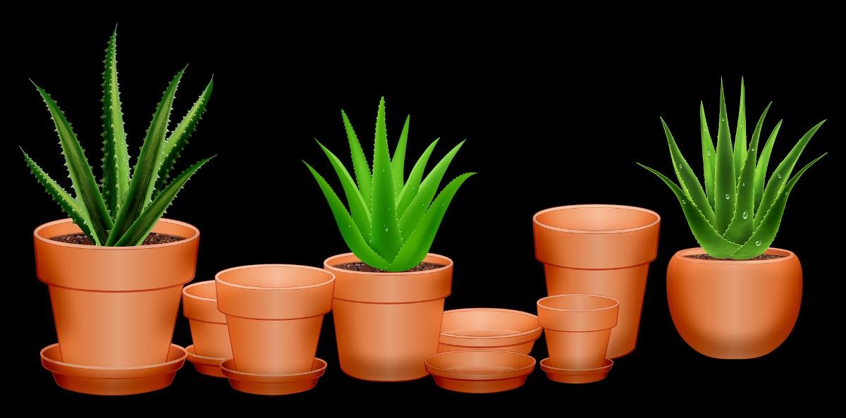 Growing Aloe Vera in Pots from Cuttings, Seed, Division