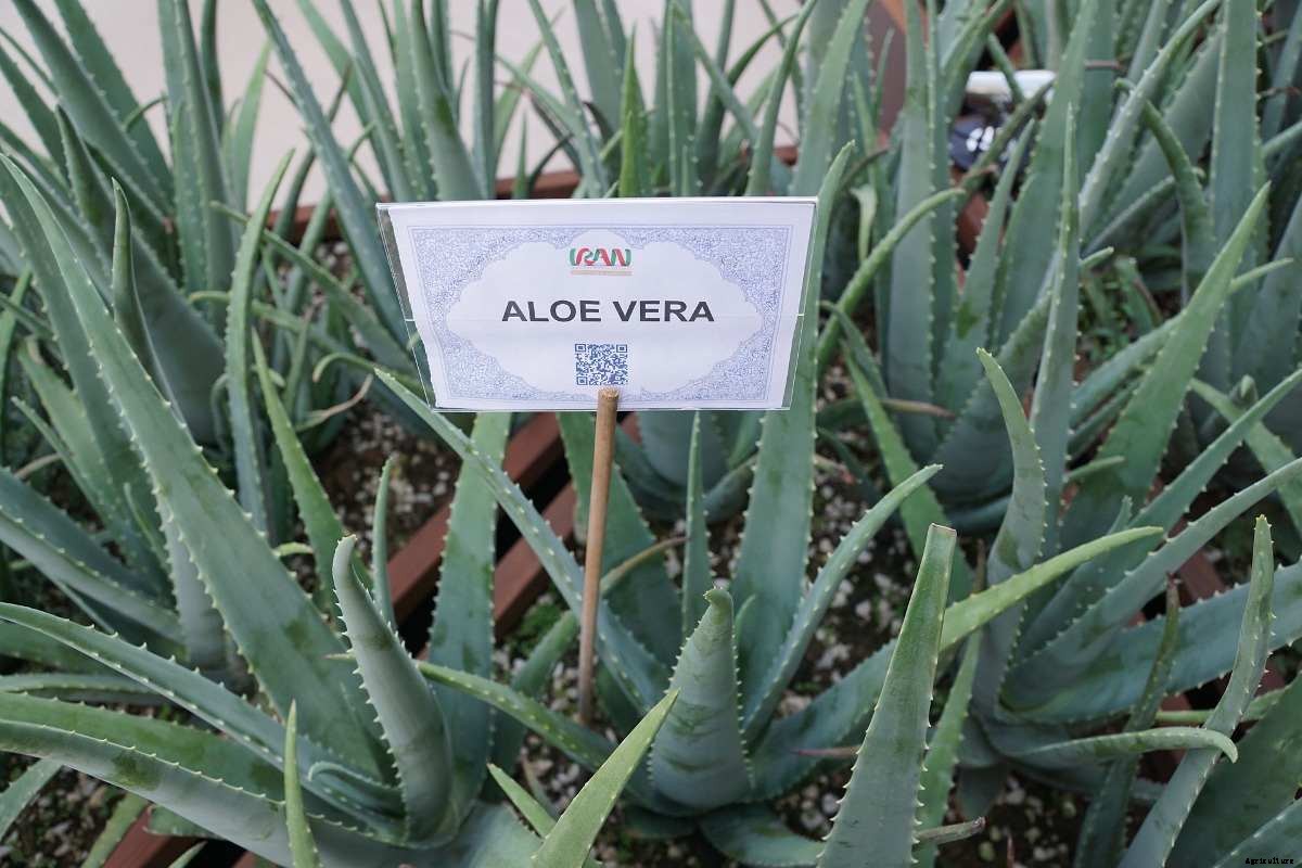 Growing Aloe Vera in Pots from Cuttings, Seed, Division