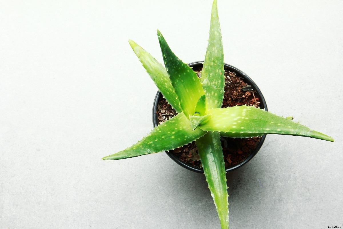 Growing Aloe Vera in Pots from Cuttings, Seed, Division