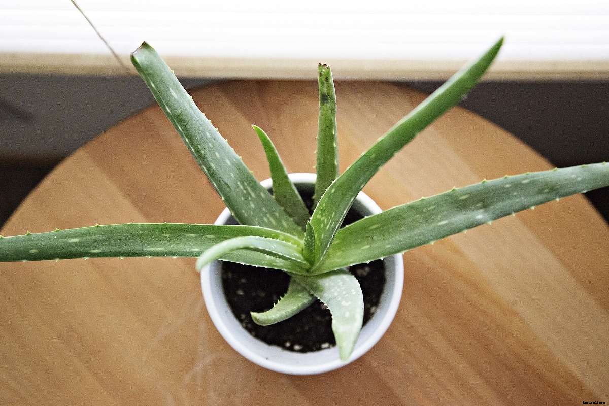 Growing Aloe Vera in Pots from Cuttings, Seed, Division