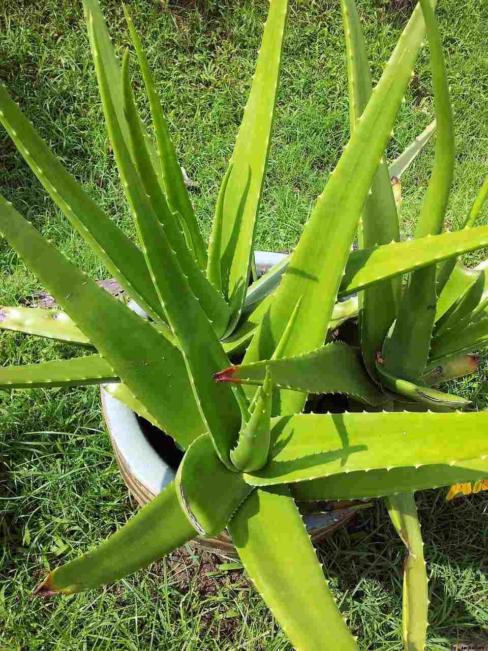 Growing Aloe Vera in Pots from Cuttings, Seed, Division