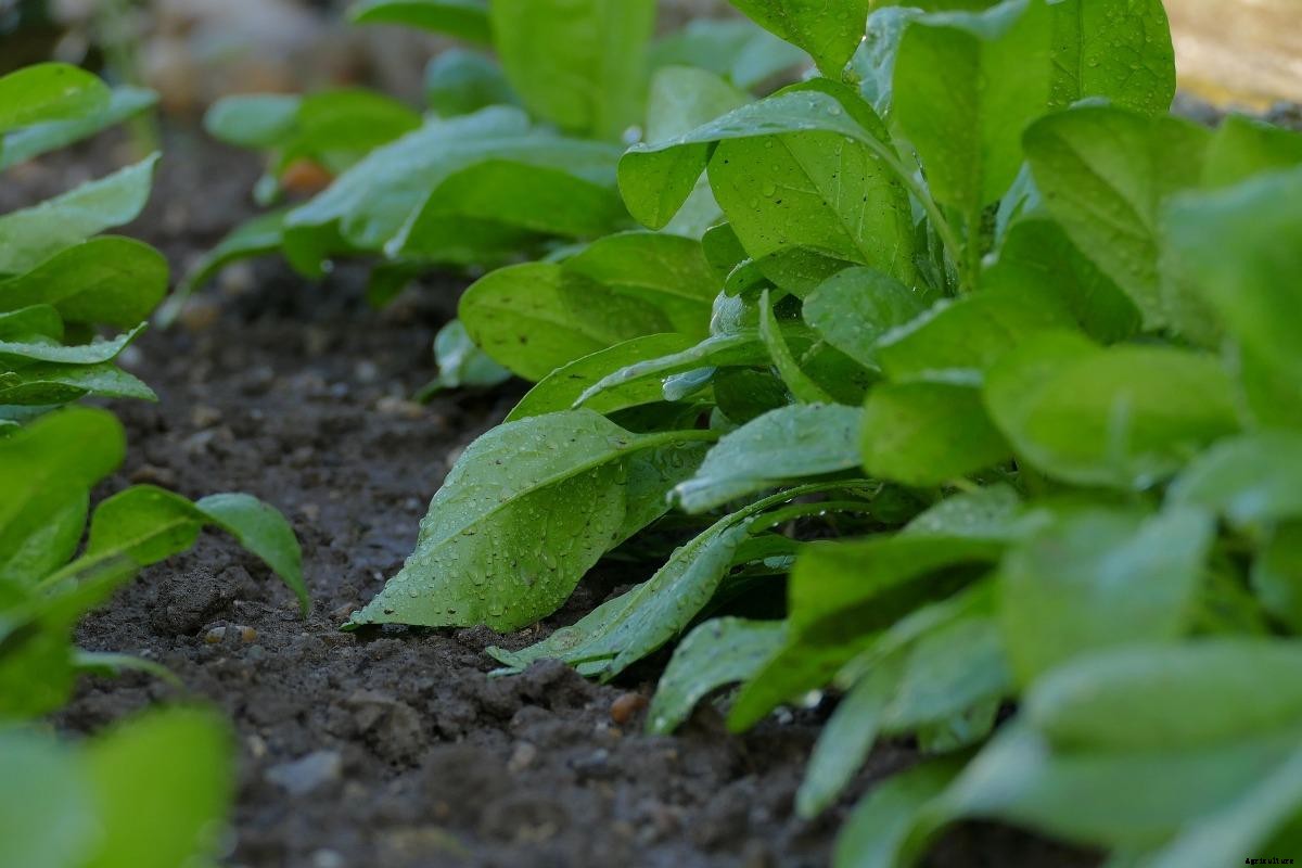 Growing Palak from Seeds, Spinach Seed Germination