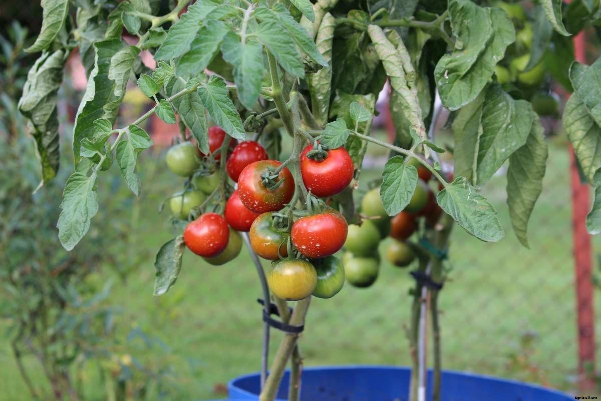 Tomato Plant Spacing in Containers, Ground