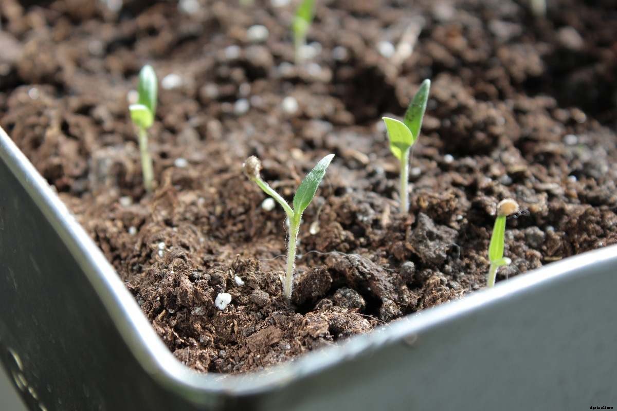 Tomato Plant Spacing in Containers, Ground