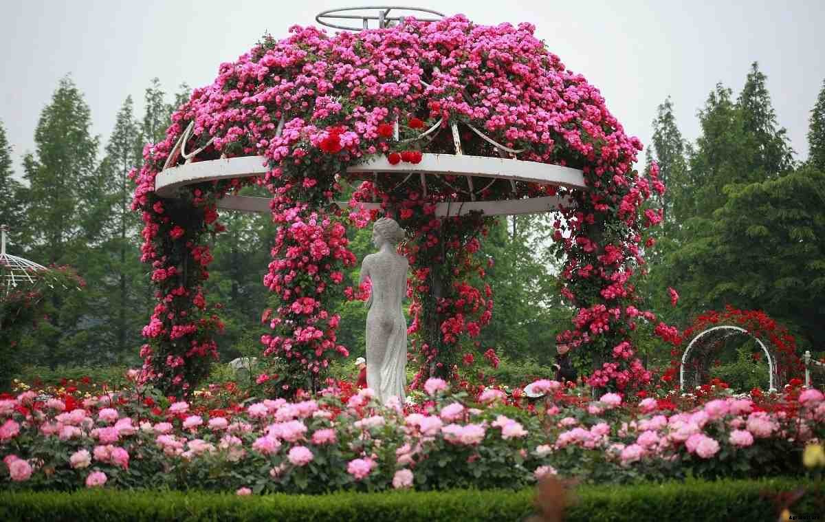 Propagating Rose Plants from Cuttings – A Full Guide