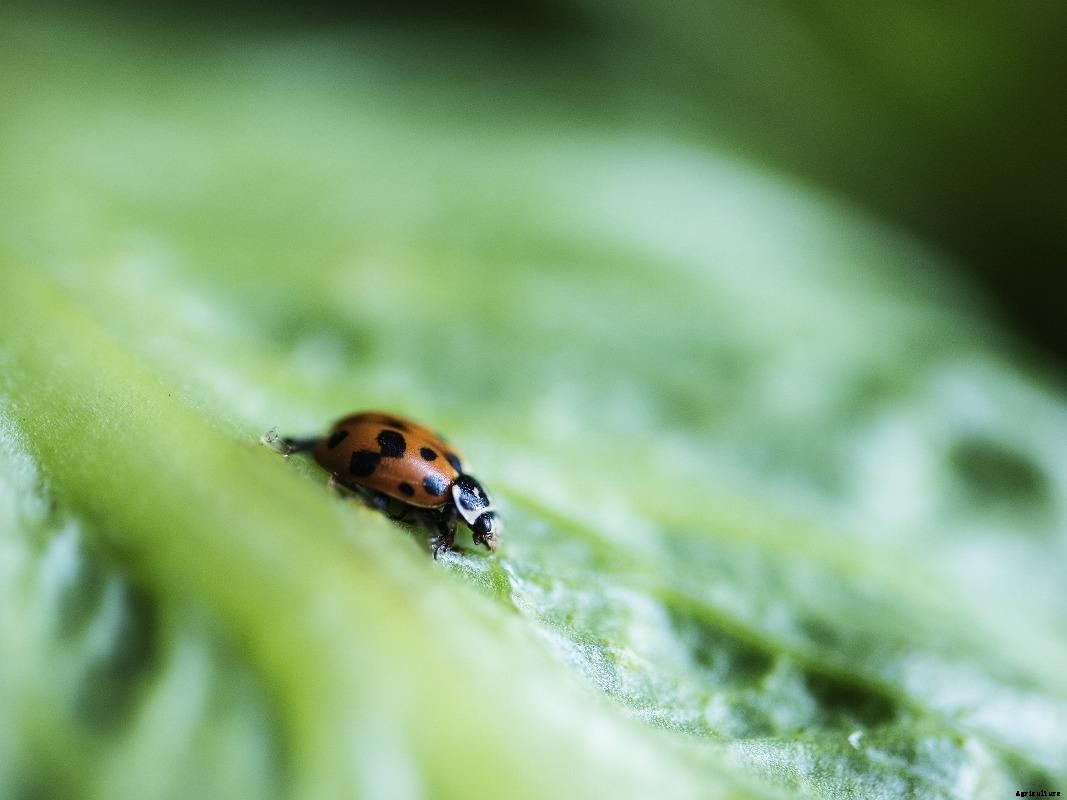 Vegetable Pests and Diseases – Control Methods