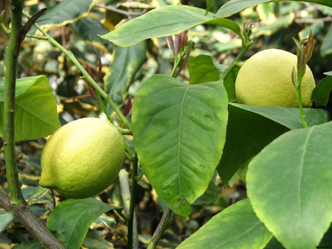 Lemon Seed Germination, Growing from Seed (Citrus)