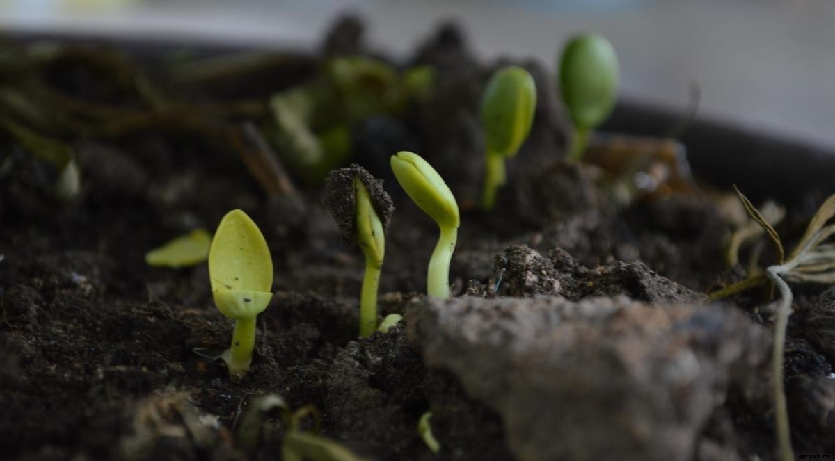 Vermiculture Advantages for Organic Garden