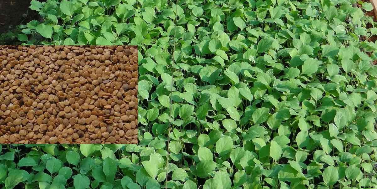 Eggplant Seed Germination, Growing Eggplant from Seed