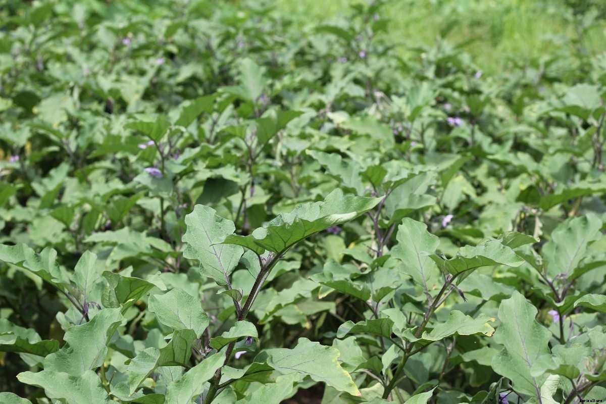 Eggplant Seed Germination, Growing Eggplant from Seed