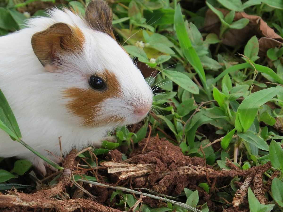 How to Protect your Garden from Rats, Mice and Rodents