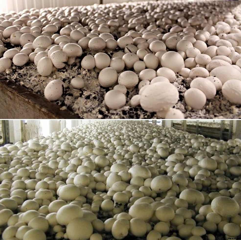 Growing Mushrooms in Greenhouse – A Full Guide