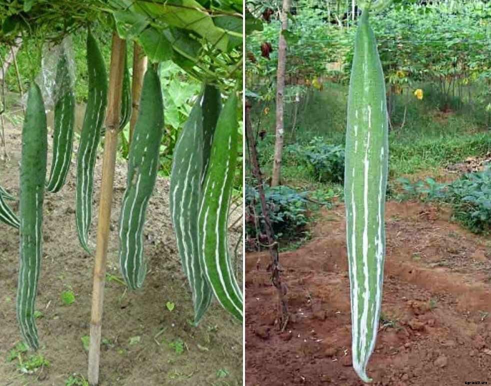 Unique Vegetable Garden Ideas for Dummies