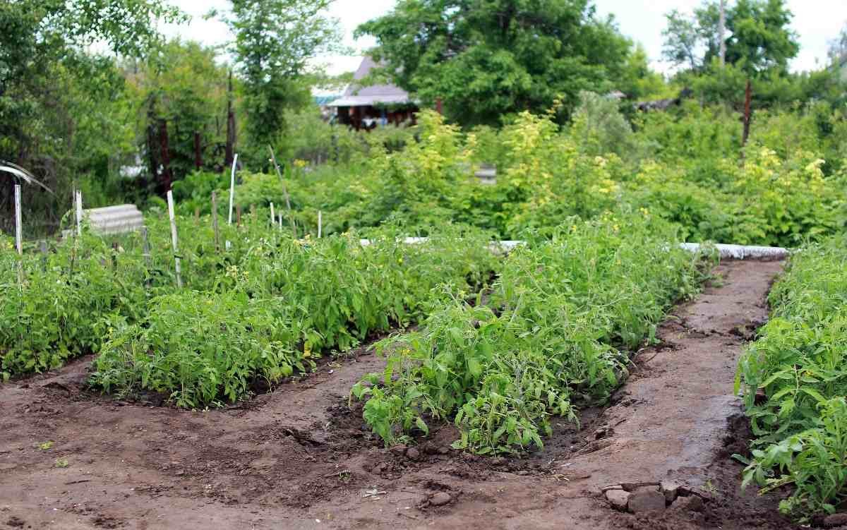 Small Vegetable Garden Ideas for Indians