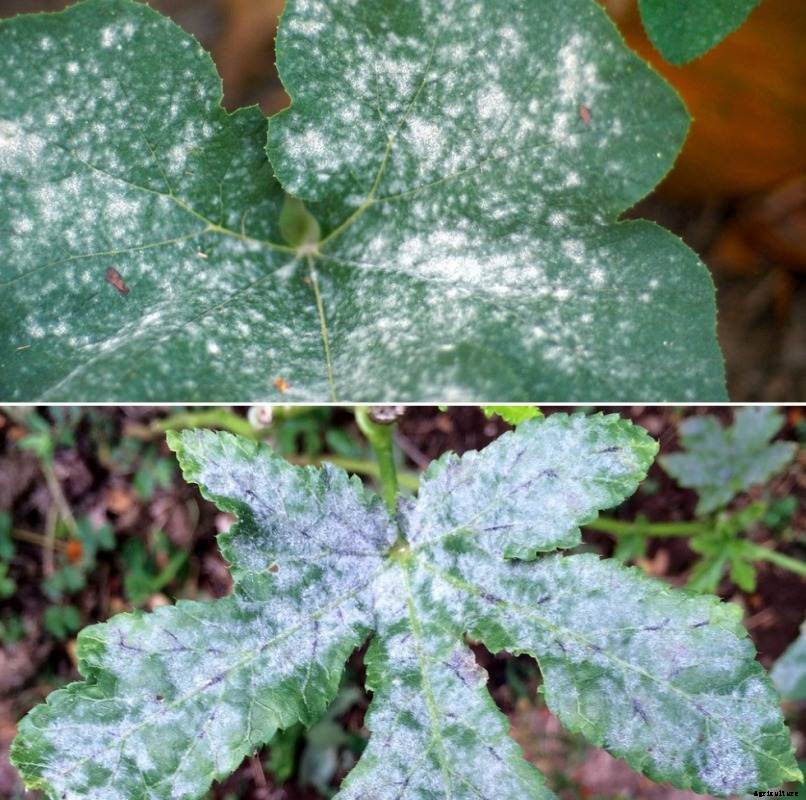Powdery Mildew Symptoms and Control Methods