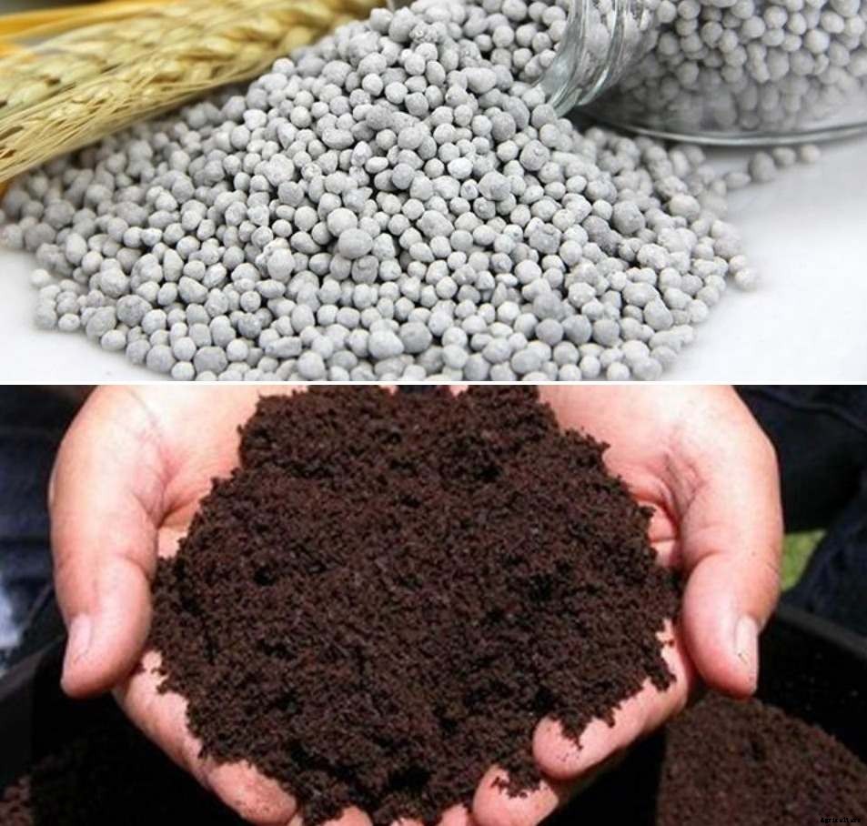 Best Fertilizers for Vegetables – A Full Guide