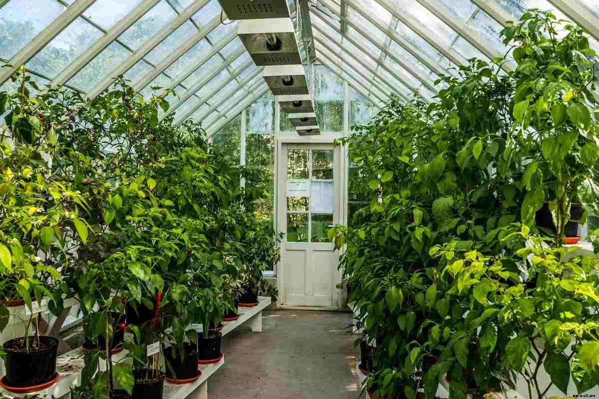 How to Build a Greenhouse on your Own