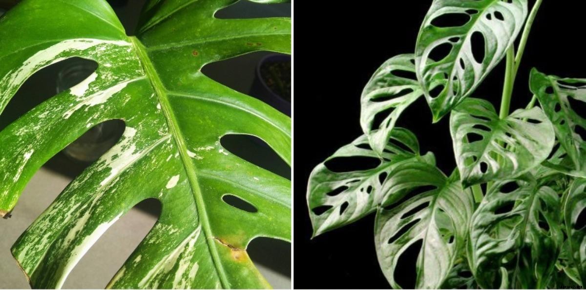 Growing Variegated Monstera – A Full Guide