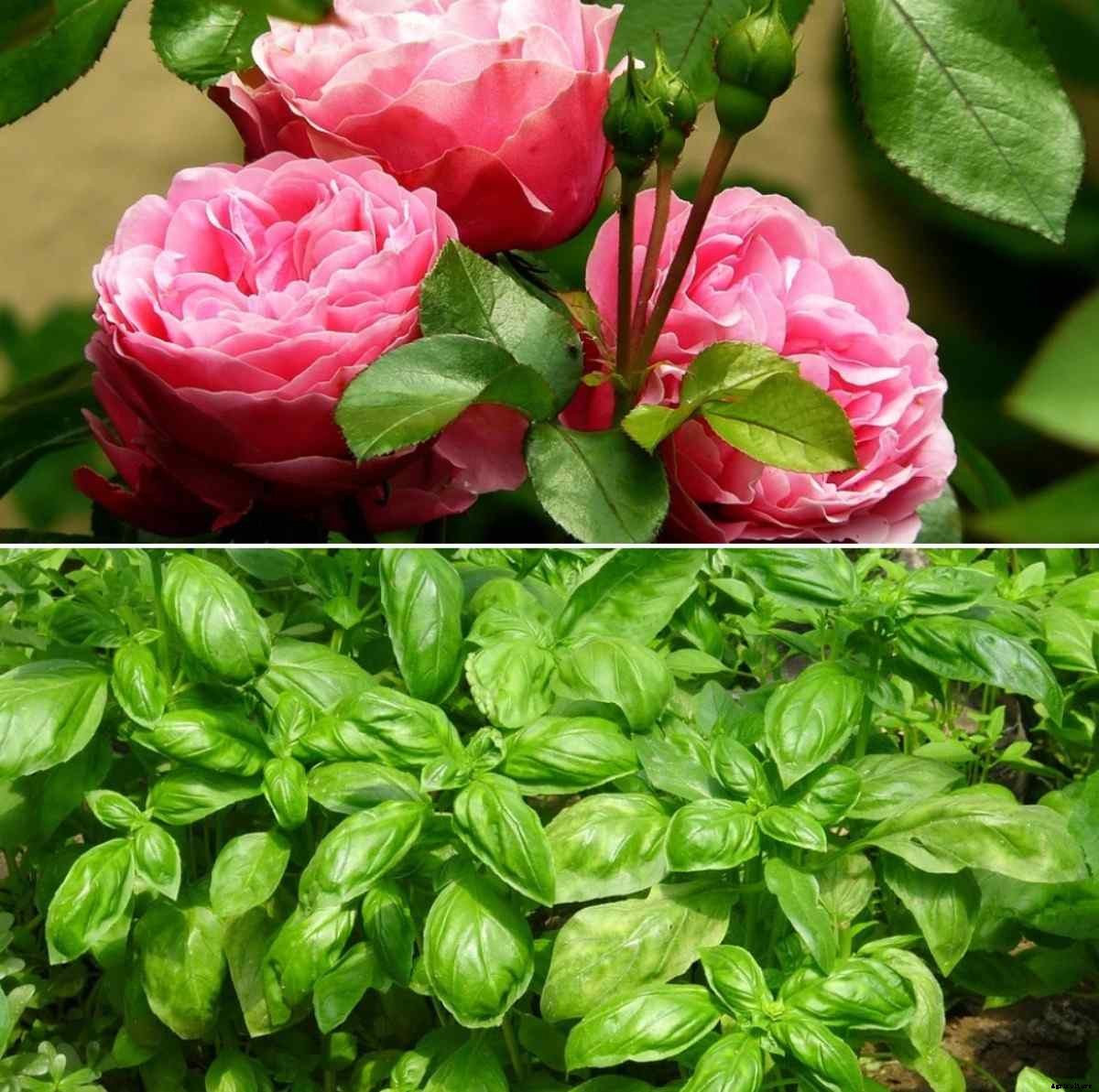 Garden Plants in India – A Step by Step Guide