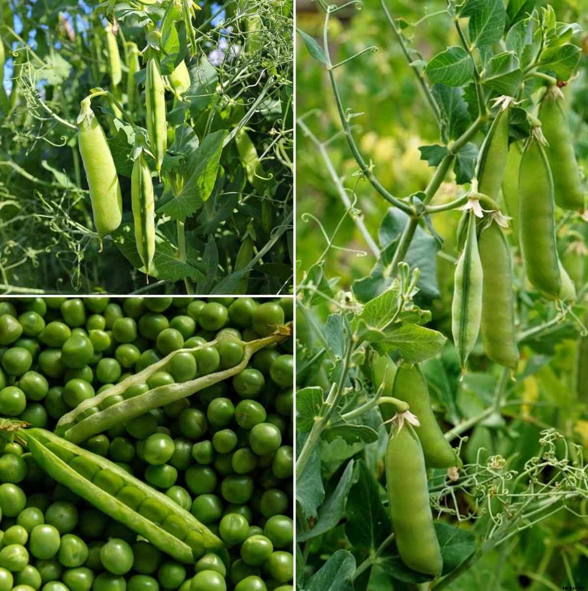 How to Grow Green Peas from Seeds (Matar) at Home