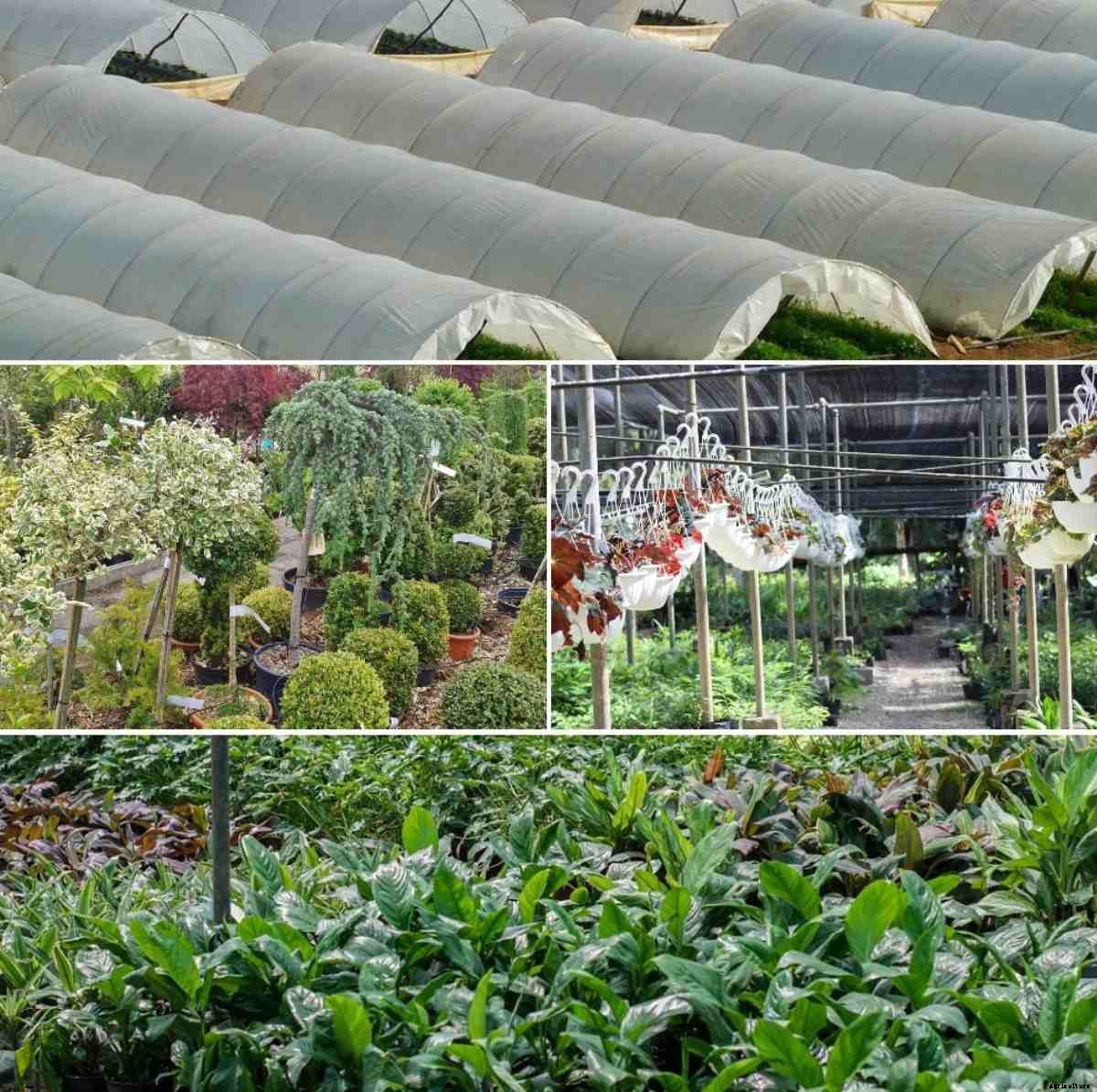 Polyhouse Plant Nursery Setup and Management