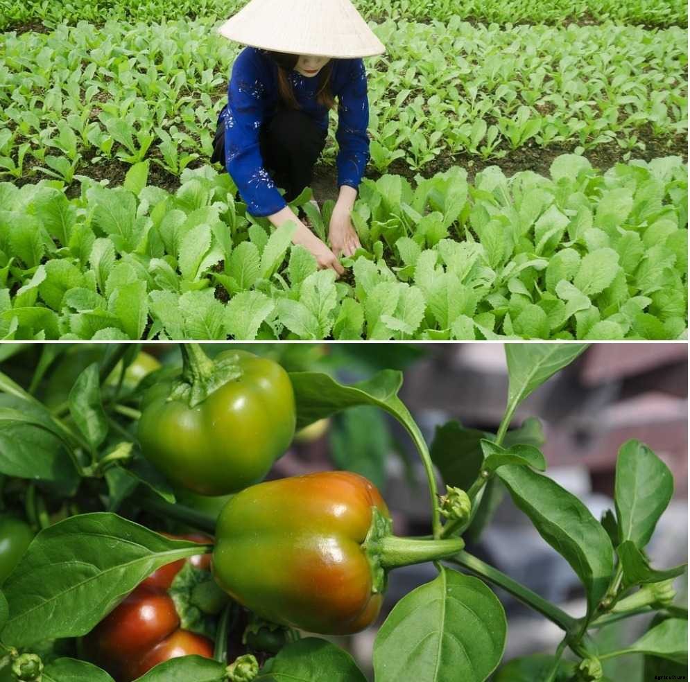 Vegetable Gardening Calendar in India – A Full Guide