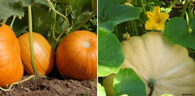 Growing Pumpkins from Seed at Home – A Full Guide