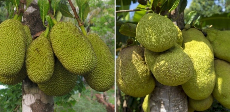 Growing Jackfruit from Seed (Panasa) – A Full Guide