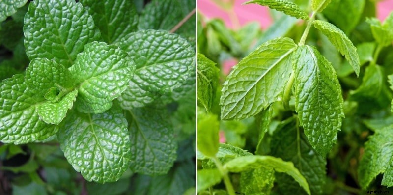 Growing Mint from Cuttings; Seeds (Pudina) at Home