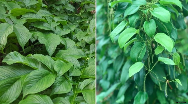 Growing Yam from Cuttings, Planting, Care, Harvesting