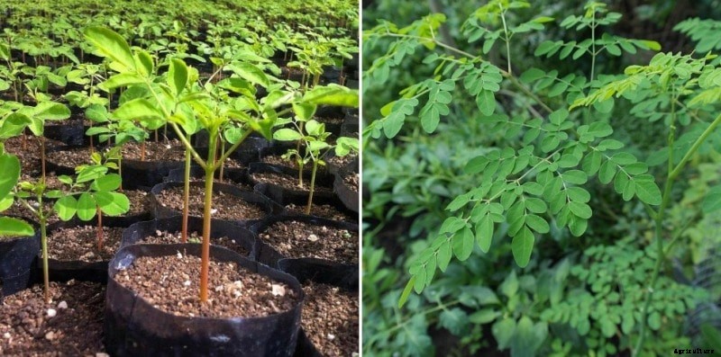 Moringa Plantation, Care, Harvesting (Munaga),