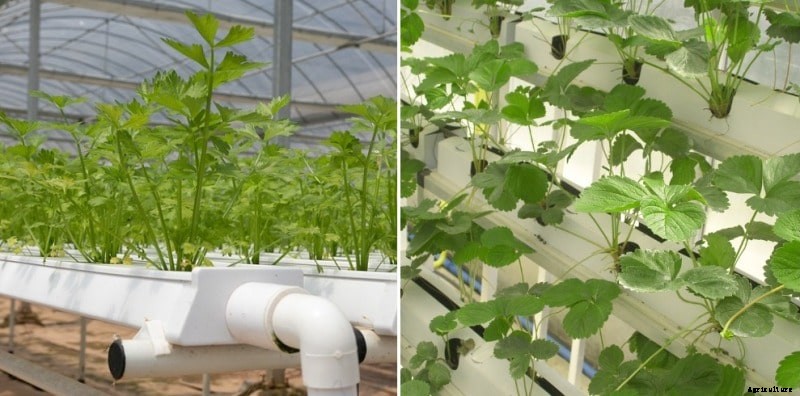 Hydroponic Greenhouse Farming – A Full Guide