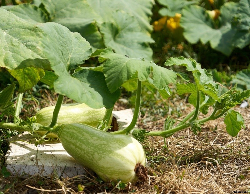 Growing Butternut Squash – A Full Guide