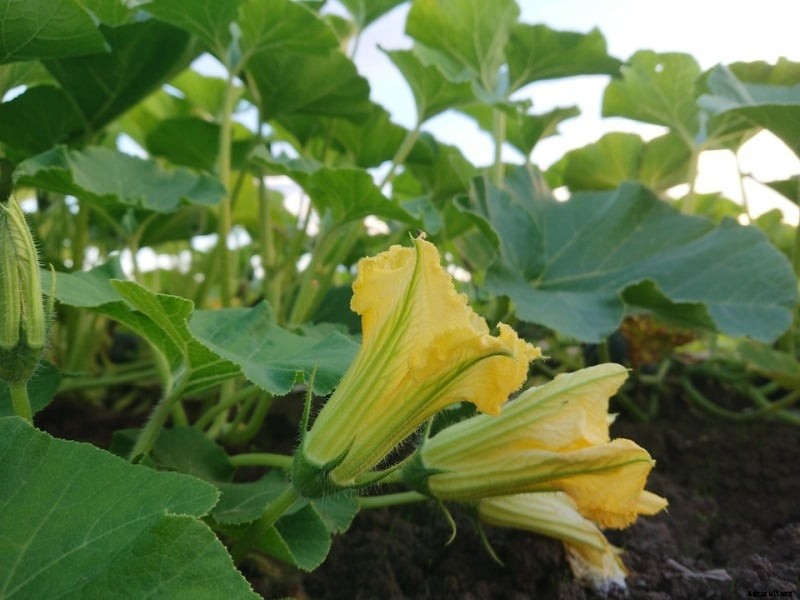 Growing Butternut Squash – A Full Guide
